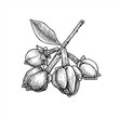 © Dmitry - Detailed botanical illustration of clove spice buds and leaves