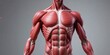 © Diane - Detailed anatomical illustration of a human muscular system showcasing various muscle groups against a neutral gray background.