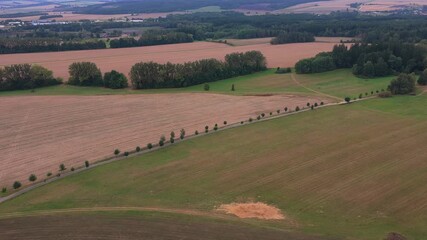 Wall Mural - road with trees on the sides leading through a field. drone view on a calm summer day