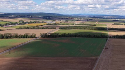 Wall Mural - alley of trees between fields from an aerial view. cars passing by on the road. summer day in the cz