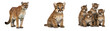 © Faizan - Adorable cougar family portrait featuring mother and playful cubs, a tender wildlife moment