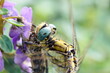 © BRUCE - 紫色の花にとまり、別の昆虫を捕食しているトンボをクローズアップで撮影した写真。獲物を捕らえたトンボの顔や体の詳細がはっきりと見て取れます。