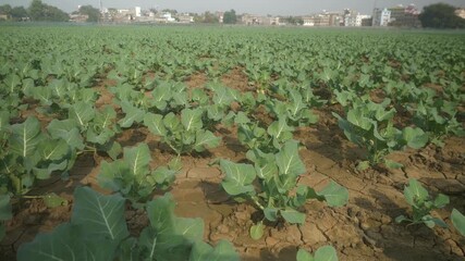 Wall Mural - Cauliflower farm in small rural town in Bihar, tilt up shot