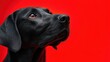 © serdon - Elegant black Labrador Retriever dog portrait with intense red eyes looking up against a vibrant solid red background