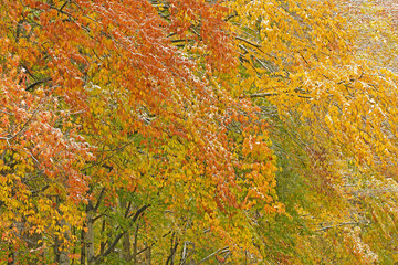 Wall Mural - Autumn landscape of lightly snow flocked woods with maples, Hiawatha National Forest, Michigan's Upper Peninsula, USA