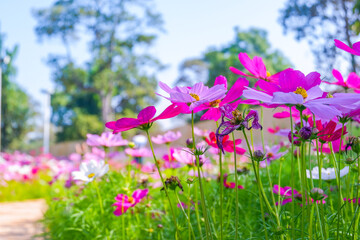 Wall Mural - Beautiful pink cosmos flowers blooming in garden,spring season.