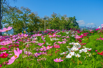 Wall Mural - Beautiful pink cosmos flowers blooming in garden,spring season.
