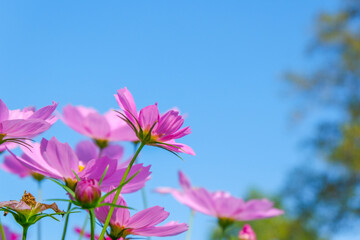 Wall Mural - Beautiful pink cosmos flowers blooming in garden,spring season.