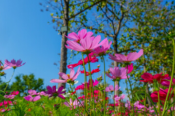 Wall Mural - Beautiful pink cosmos flowers blooming in garden,spring season.