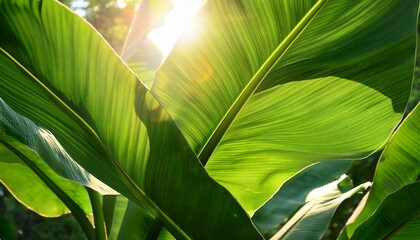 Close Up Of Lush Green Banana Leaves Illuminated By Sunlight The Scene Captures The Vibrant Textures And Colors Of Tropical Foliage In A Natural Setting