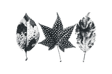 Wall Mural - Three textured black and white leaf shapes. Vector hand drawn illustration