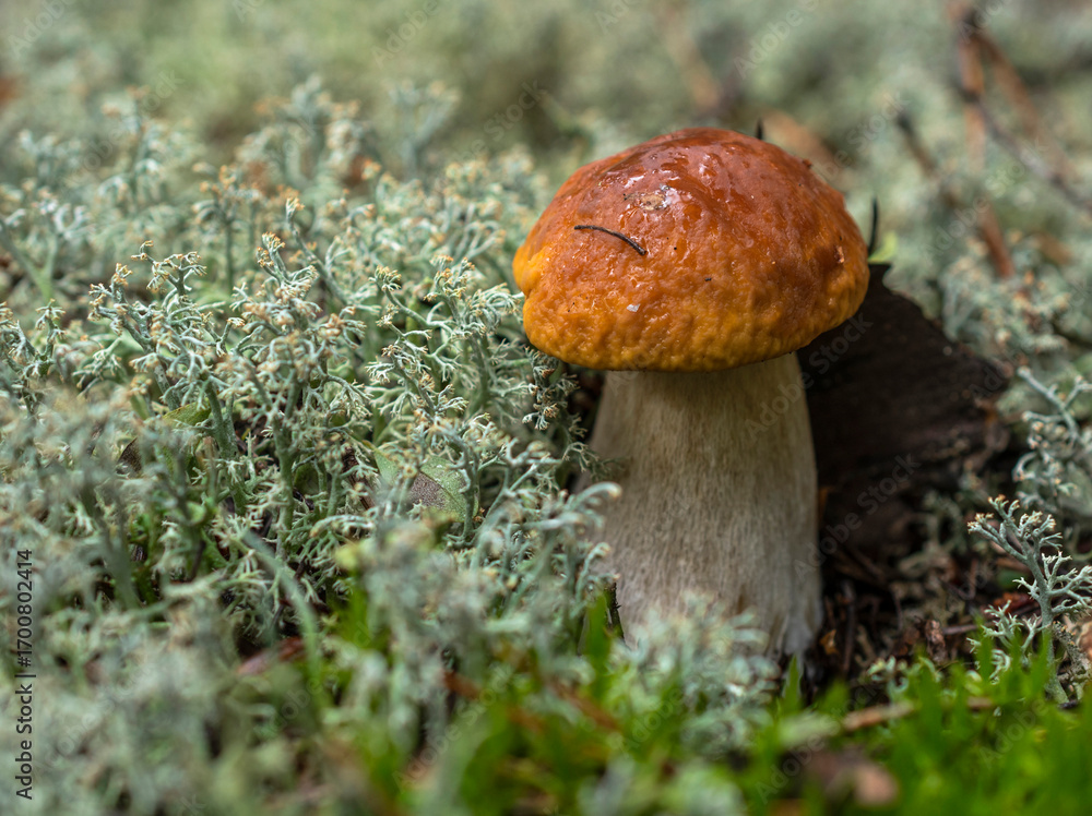 The little bolete mushroom with a wet yellow-brown cap after the rain grows in the thickets of white lichen.