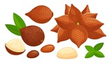 A detailed illustration showcasing various salak fruits, including whole fruits, halved fruits, seeds, and leaves, with a rich brown and beige color palette.