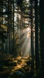 © Marietta - Misty morning light filters through a dense forest