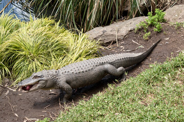 Wall Mural - the alligator is carrying a lump of meat