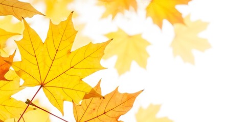 closeup of vibrant yellow maple leaves against a clean white background, symbolizing autumns beauty 