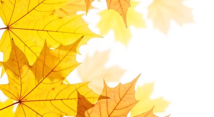 closeup of vibrant yellow maple leaves with a white background, showcasing autumns beauty and isolat
