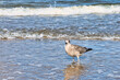 © Enrico Obergefäll - Möve am Meer , Ostsee , Erholung , Urlaub , Ferien , Strand , Blauer Himmel , Sand , Entspannung , Relaxen , Genießen , Reisen , Tourismus