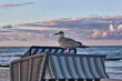 © Enrico Obergefäll - Möve am Meer , Ostsee , Erholung , Urlaub , Ferien , Strand , Blauer Himmel , Sand , Entspannung , Relaxen , Genießen , Reisen , Tourismus
