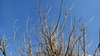 © RanggaPermana - Bare Branches Against Blue Sky