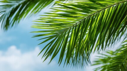 Wall Mural - Lush Palm Fronds Against a Bright Blue Sky: Tropical Paradise, Summer Vacation, and Exotic Destination