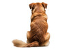 © Safiqul - Rear view of a brown dog sitting isolated on transparent background