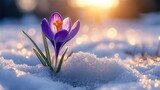 Spring - Crocus Flower Growth in Melted Snow with Abstract Background and Flare Effect