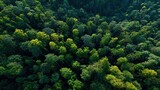High angle shot of a dense forest with various shades of green foliage. Sunlight filters through the canopy.
