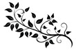 © pipp99 - Black Silhouette of Elegant Vines and Leaves, Decorative Flourish for Graphic Design