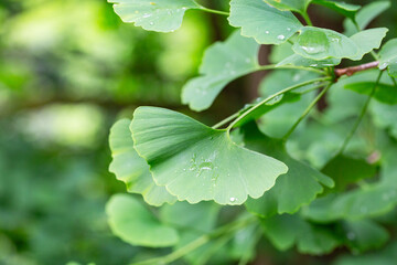Wall Mural - Ginkgo tree (Ginkgo biloba) or ginkgo with bright green new leaves on background of blurry foliage. Selective focus. Close-up. Landscaped garden. Nature concept for desig