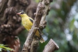 The Black-naped Oriole (Oriolus chinensis) is a bird species in the oriole family. It is distributed primarily in East Asia and prefers mixed forests and parks. Walsrode Bird Park, Germany.