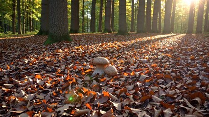 Wall Mural - golden rays penetrating forest floor, highlighting solitary mushroom nestled amid decaying autumn fo