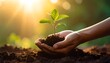 © Ojho - Tender hands nurturing a young plant bathed in the morning sunlight