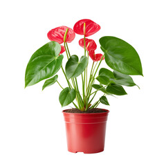 Wall Mural - Red anthurium plant in pot