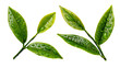 © USAMA ASLAM - Two sets of fresh green tea leaves with water droplets on white background.
