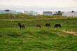 Horses grazing in a green field near urban buildings in Iceland