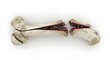 © Roro - A fractured long bone displays internal structure and damage.