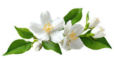 Close-up of white jasmine blossoms with green leaves