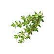 © Tabolo - Fresh Sprig of Thyme Herb Isolated on Black Background