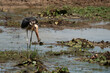 © Thisara - A Lesser adjutant on a  pond