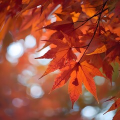 close up of vibrant autumn maple leaves with warm sunlight bokeh, symbolizing seasonal change, natur