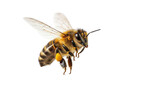 Honeybee with pollen flying, close up isolated PNG with Transparent Background