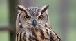 © Fatoni2 - Closeup of a Majestic Owl with Intense Gaze.