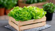 © tojirapong - Fresh green lettuce in a wooden crate, perfect for healthy meals and gardening themes.