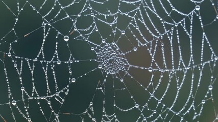 Spiderweb with dew drops glistening in the early morning light