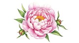 Delicate, detailed illustration of a vibrant pink and white peony flower with accompanying buds and leaves against a plain white background.