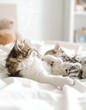 © Para - Two kittens sleeping together on a white bed