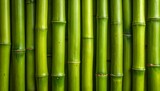 Vertical green bamboo stalks with segmented nodes and smooth texture