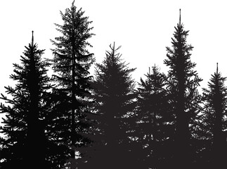Wall Mural - black firs row on white