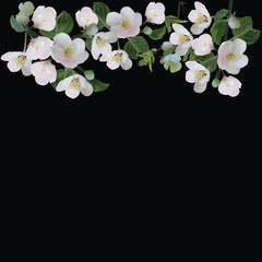 Wall Mural - spring tree blossoming branches stripe isolated on black background
